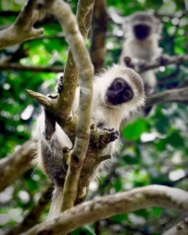 Annual Cultural Festival to be Held Next Month